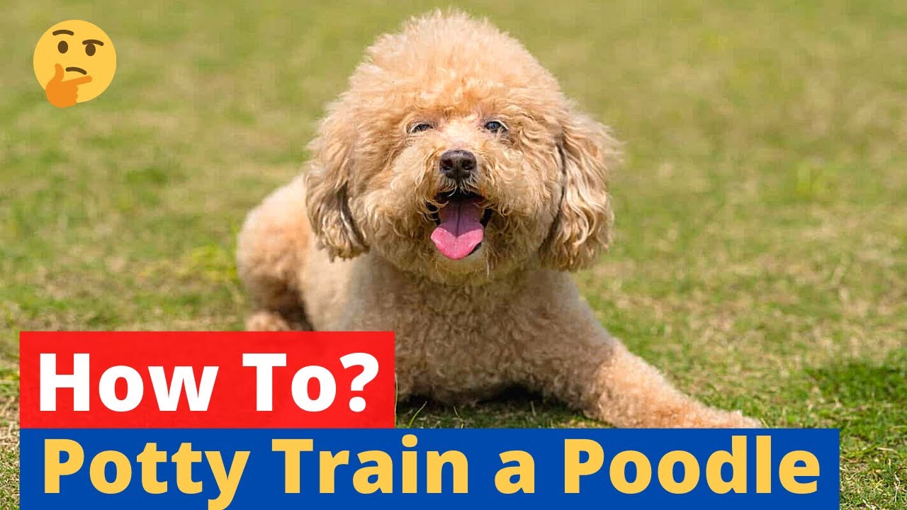 Are Miniature Poodles Easy To Potty Train?