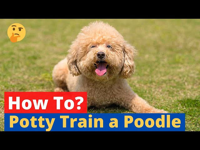 How To Potty Train A Poodle Easy Yet