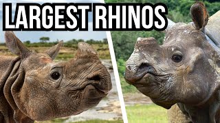 Ranking All 5 Rhino Species From Smallest To Largest