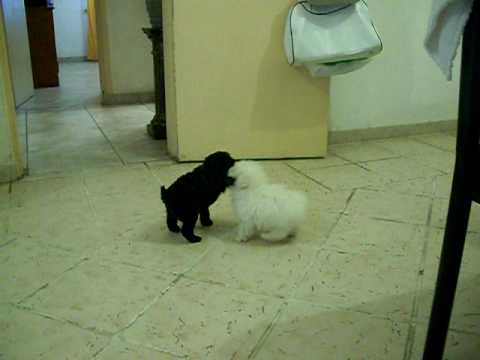 Maltes Vs Caniche Mini Toy Youtube