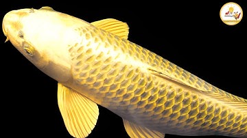 43 TỶ 1 CON CÁ Siêu Đắt và 10 loại cá cảnh đắt nhất thế giới có tiền tỷ chưa chắc mua được