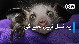 انسانوں جیسی آنکھوں والے لنگور معدومیت کے خطرے سے دوچار | The most endangered mammals