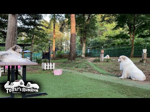 涼しくなりドッグランでのんびりするアランとベルとリリーです　Great Pyrenees　グレートピレニーズ