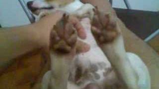 Jacky - My Naughty Jack Russel 3