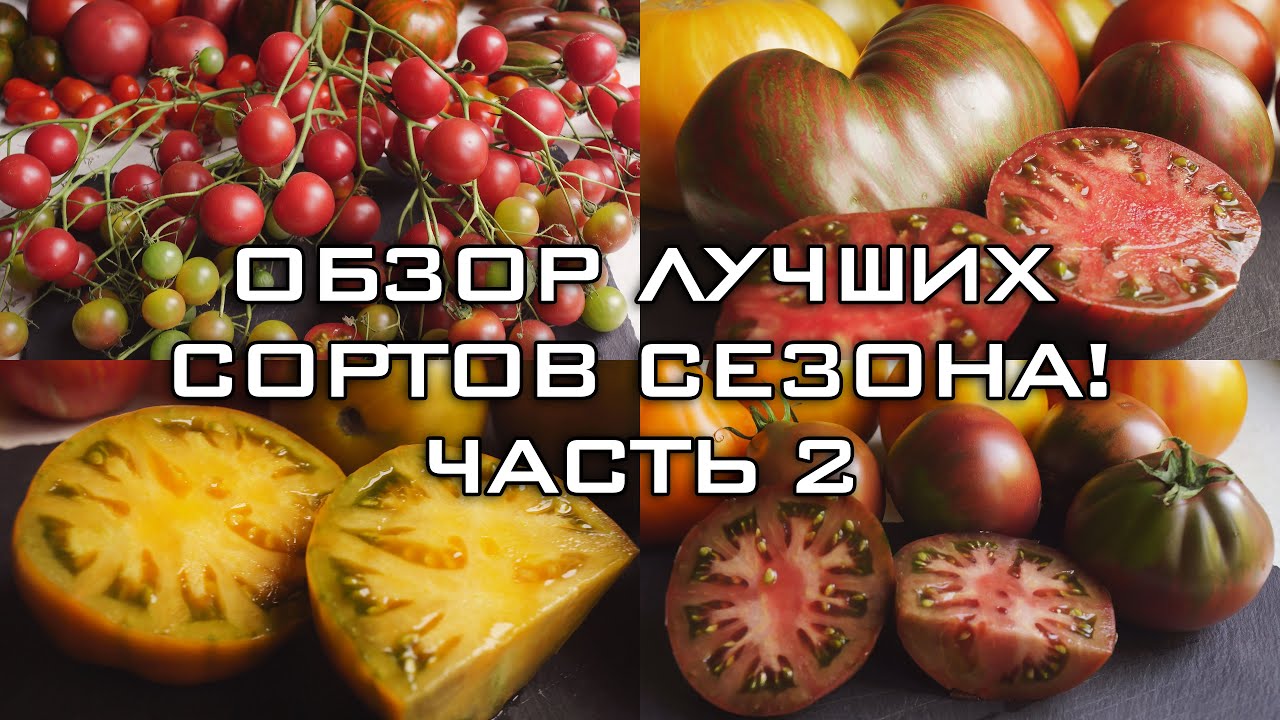ОБЗОР ЛУЧШИХ ТОМАТОВ СЕЗОНА! ЧАСТЬ 2 - YouTube