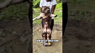 How Much Does His Dog Weigh?