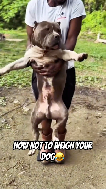 How Much Does His Dog Weigh?😂