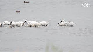 Skestork Holder Store Ædegilde I Vejlerne