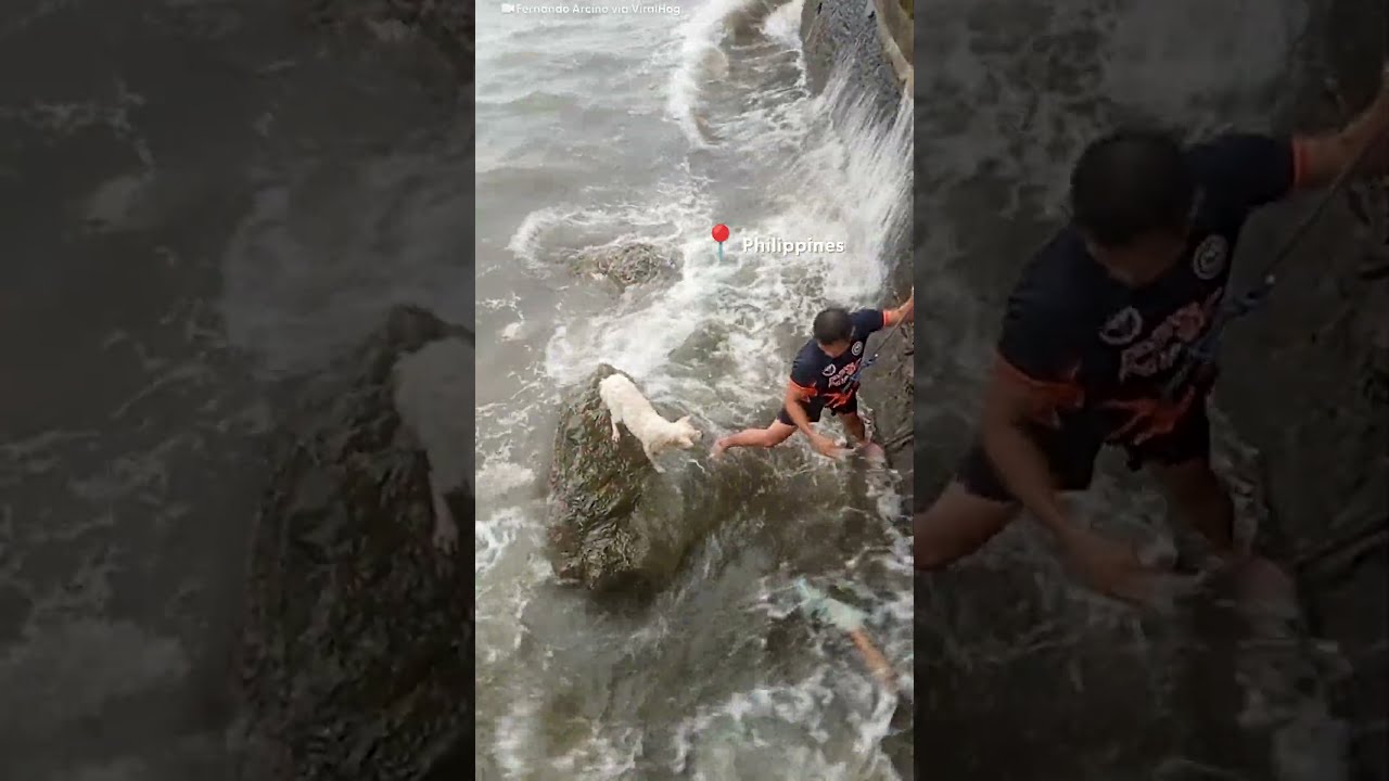 Terrified Dog Stranded On Rocks Rescued In Intense Rescue Mission The Dodo