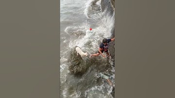 Terrified Dog Stranded on Rocks Rescued in Intense Rescue Mission | The Dodo