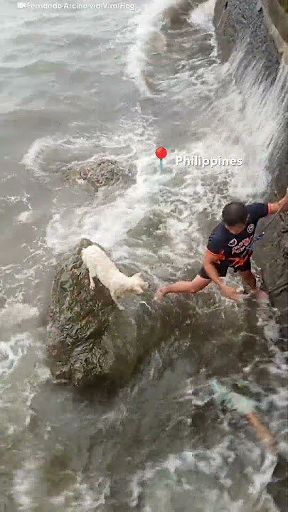 Terrified Dog Stranded on Rocks Rescued in Intense Rescue Mission | The Dodo