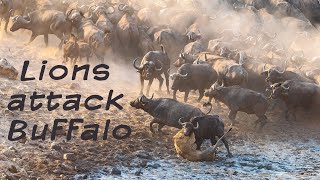 Lions attack buffalo in Chitake Springs.