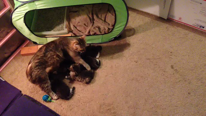 Watch the video about Spellbound Siberian Cats Kitten Cam