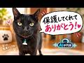 【感動】元野良猫から感謝されて、涙が溢れた・・・