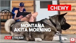 A Morning in the Life of Our Akita Chewy in Montana  Living His Best 'Life Wild Open' ®