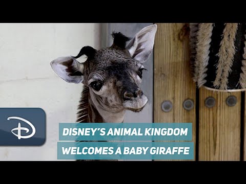 “Magic of Disney’s Animal Kingdom” Premiere Day Sees Special Giraffe Delivery | Walt Disney World