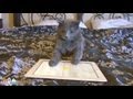 Cat plays Ipad