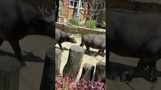 Antwerp (dierentuin) visited by the kids 3june2023