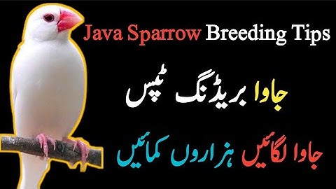 Java Breeding Tips | How To Breed Java Successfully | Java Breeding Formula | Mini Zoo