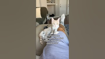 What happened the first day after adopting this cat!!