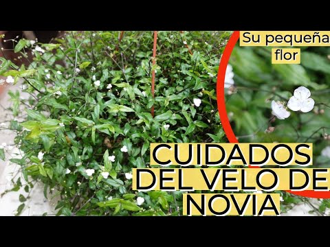 Vídeo: Calceolaria (36 Fotos): Plantar I Cuidar Una Flor A Casa. Creix A Partir De Llavors Al Camp Obert. Descripció De Calceolàries Arrugades I Altres Espècies