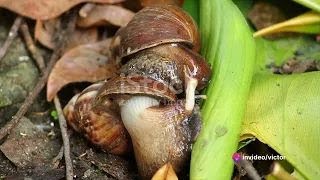 Slow and Steady  Snail Production in Nigeria