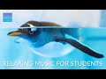 Relaxing music for elementary students  penguins   calm classroom music for children study music