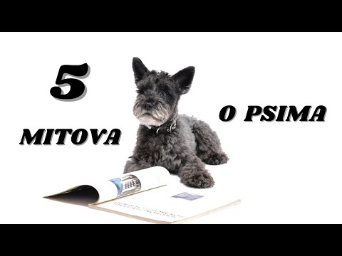 Video: 5 Mitova O Psima