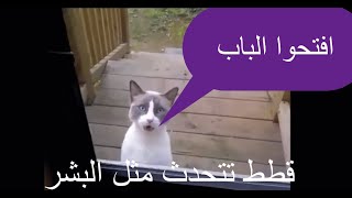 قطط تتكلم -  😱😱 فيديو سيصدمك  - cats talking