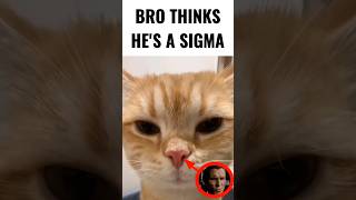 Sigma Cat 🗿😺