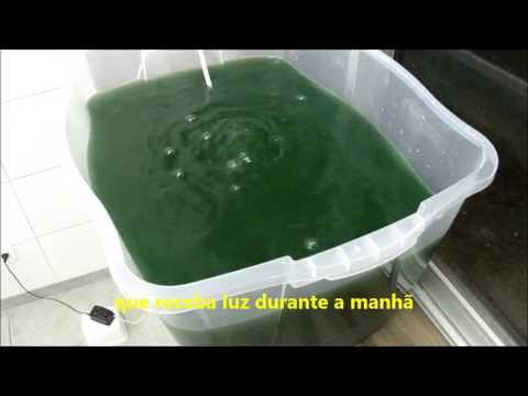 Cultive spirulina em casa - Parte 2, sistema de cultivo