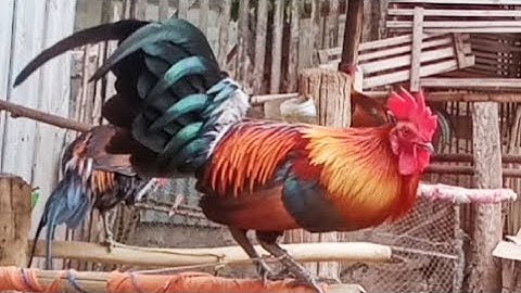 qaib dib hawj lawm.1/2/2023.02097436930.