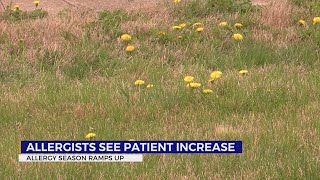 Allergists see increase in patients as pollens ramp up