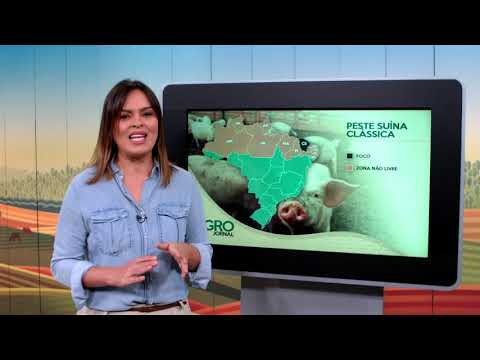 Vídeo: O Que é A Peste Africana
