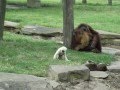 Interactions interespèces : Gibbon, Orang-outan, loutre
