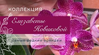 видео: Елизавета Новикова | Личная коллекция организатора Орхидиума | Пышное цветение картинка: Елизавета Новикова | Личная коллекция организатора Орхидиума | Пышное цветение