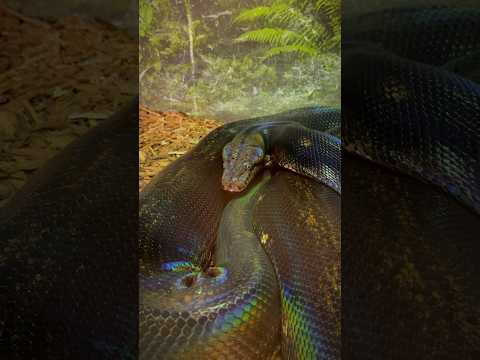 Белогубый питон. #reptiles #питомцы #вмиреживотных #рептилии #животные