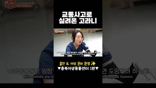 ※긴급상황※ 임신한 고라니가 교통사고를 당했다