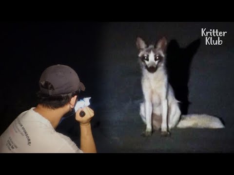 Оказалось, что странное животное с белым мехом, пойманное на камеру? | Криттер Клуб