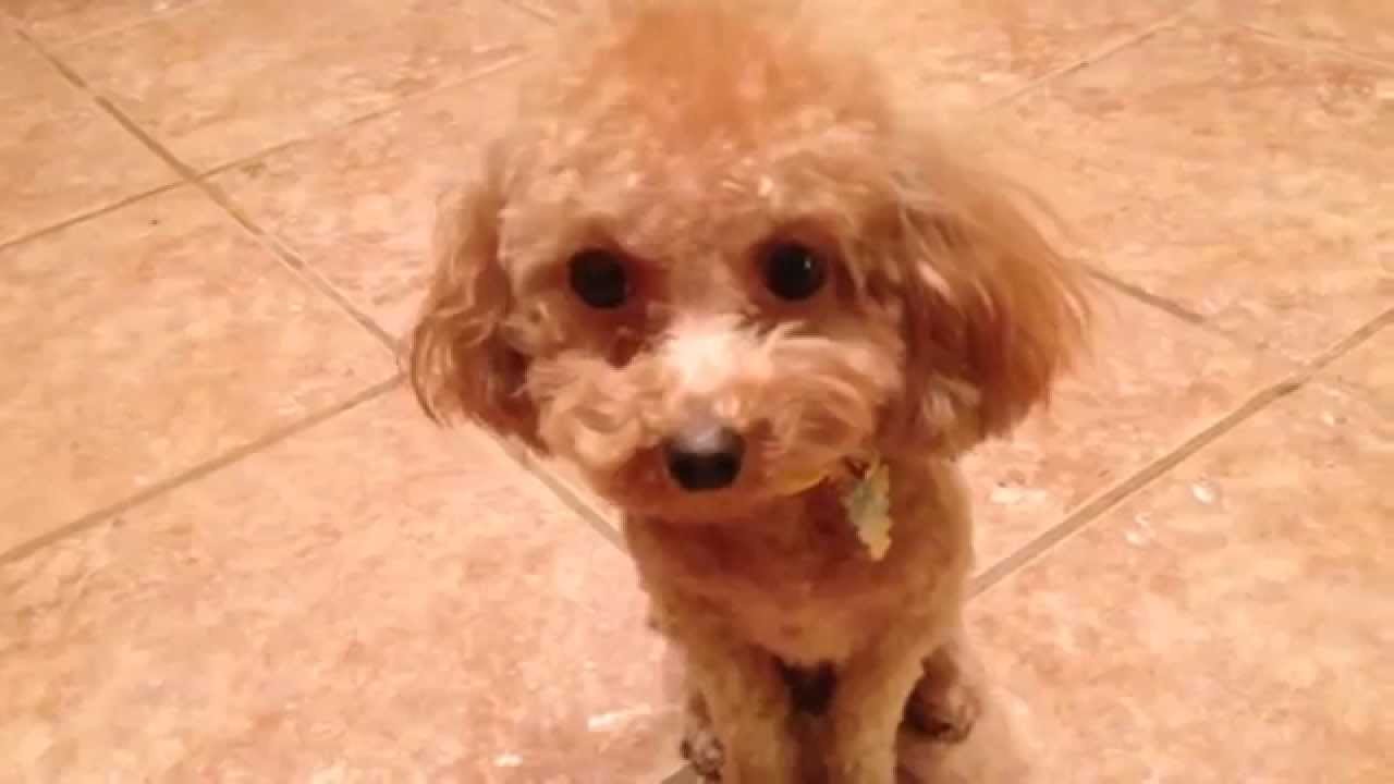 toy poodle old