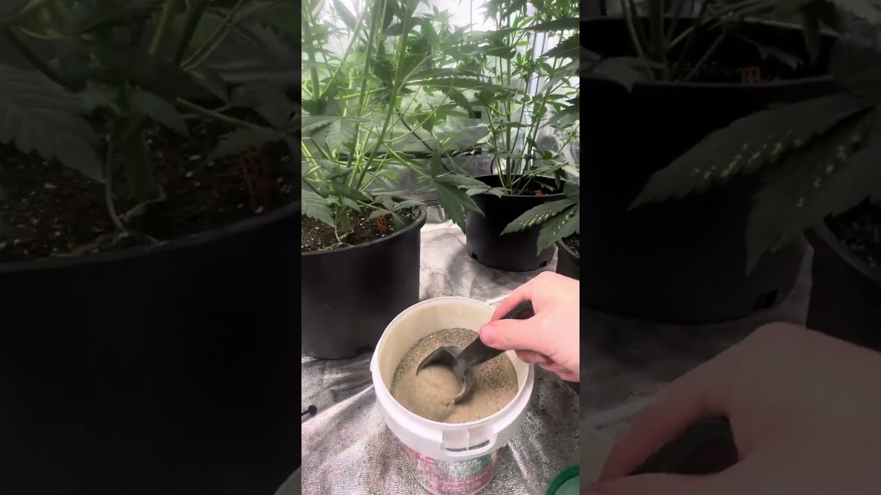 Autoflowers Day 35! Gorilla Glue,Pound Town, Purple punch! Top dressed Bloom