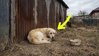 After Being Confined In A Cage For 15 Years, The Dog Cried When He Was Finally Rescued And Loved