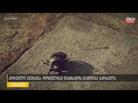 პირველი ქვეყანა, რომელმაც თამბაქოს მოწევა აკრძალა