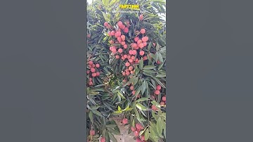 Mùa vải thiều huyện Lục Ngạn, tỉnh Bắc Giang