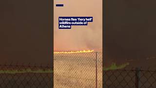 Horses flee fiery hell wildfire outside of Athens #shorts