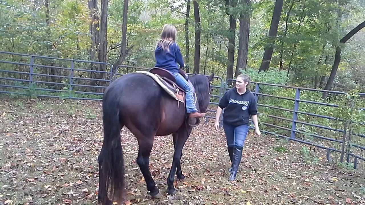 Wonderful Horse for Lease 150 per month YouTube
