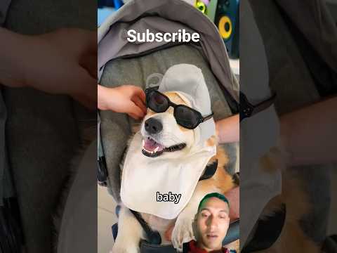 Can We Sneak Our Dog Into the Restaurant in a Baby Stroller?😱 #shorts #youtubeshorts #trending