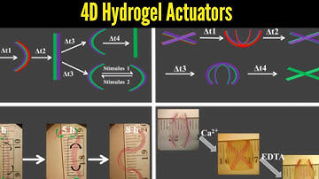 4D bioengineering materials bend, curve like natural tissue | 4D Hydrogel Actuators