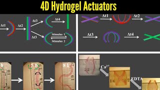 4D bioengineering materials bend, curve like natural tissue | 4D Hydrogel Actuators