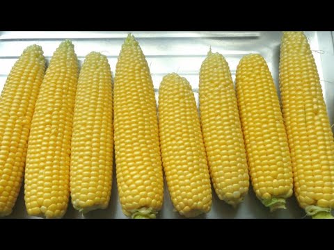 Video: Kukurūzų bulvės, kodėl raudona mėsa paverčia ruda kepimo metu, kai Lincoln's slaugytoja buvo žudymo metu ir dar daugiau